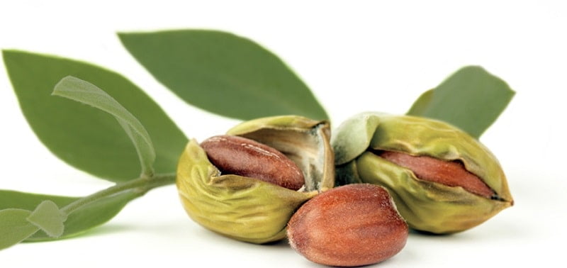 dầu jojoba giá sỉ