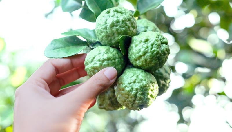 cây chanh sần là gì