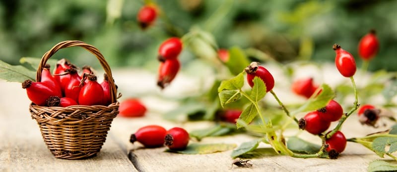 Dầu Nụ Tầm Xuân giá sỉ nhập khẩu chính hãng dầu nụ tầm xuân giá sỉ