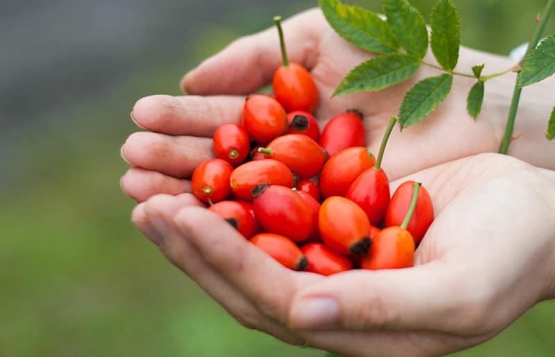 Dầu Nụ Tầm Xuân giá sỉ nhập khẩu chính hãng rosehip oil là gì