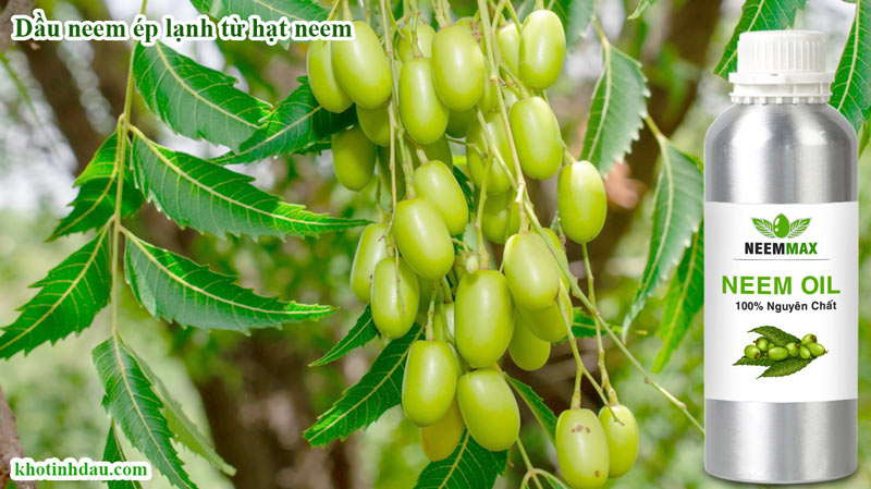 Dầu Neem giá sỉ nhập khẩu Ấn Độ dầu ép lạnh từ hạt neem