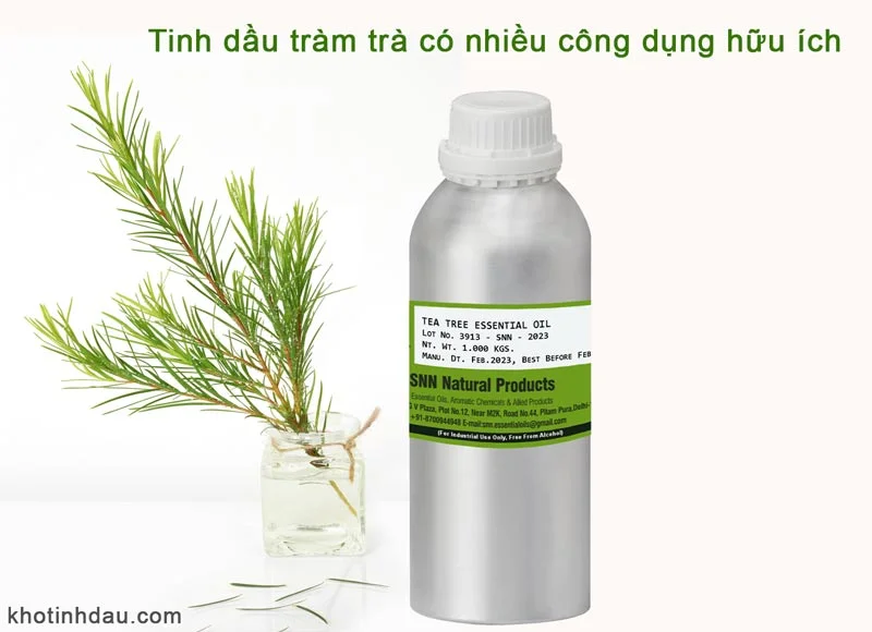 Tinh dầu Tràm Trà Giá Sỉ nhập khẩu chính hãng công dụng tinh dầu tràm trà