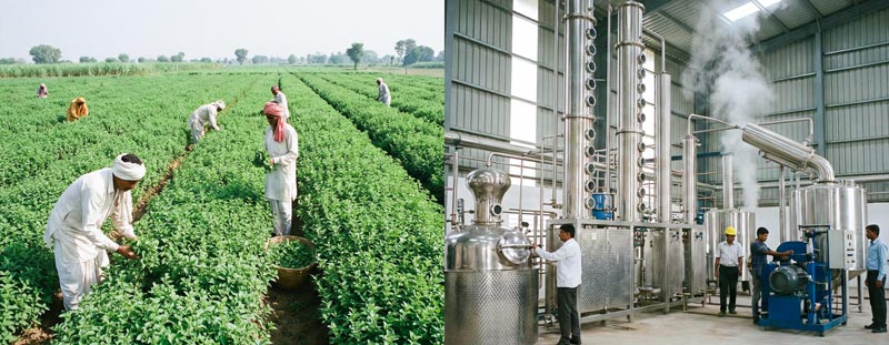 vùng nguyên liệu sản xuất tinh dầu